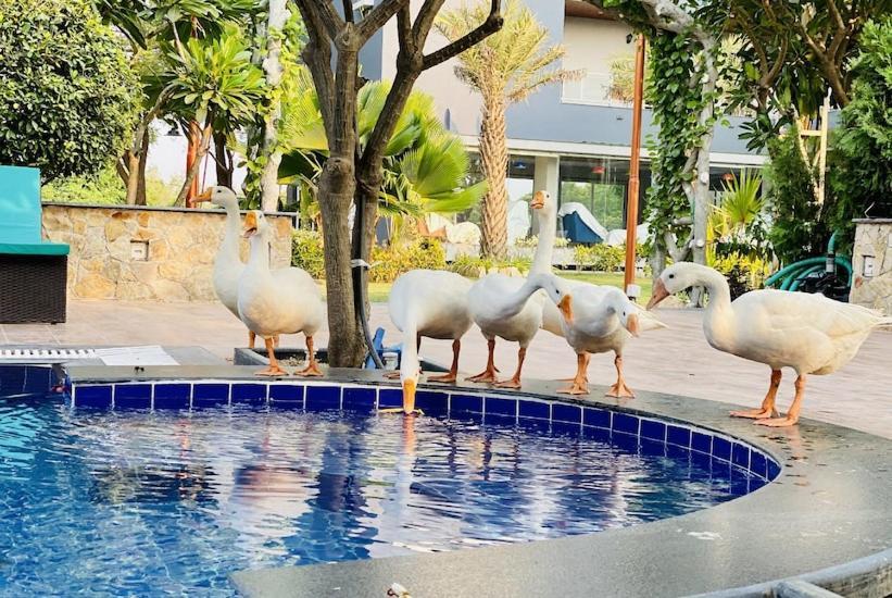 Krishna Riverside Resort Vasad Buitenkant foto